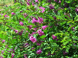 Vivers Càrex - Indigofera gerardiana 